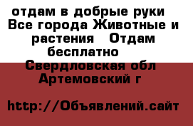 отдам в добрые руки - Все города Животные и растения » Отдам бесплатно   . Свердловская обл.,Артемовский г.